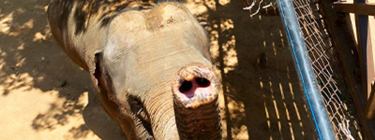 elephant-koh-samui