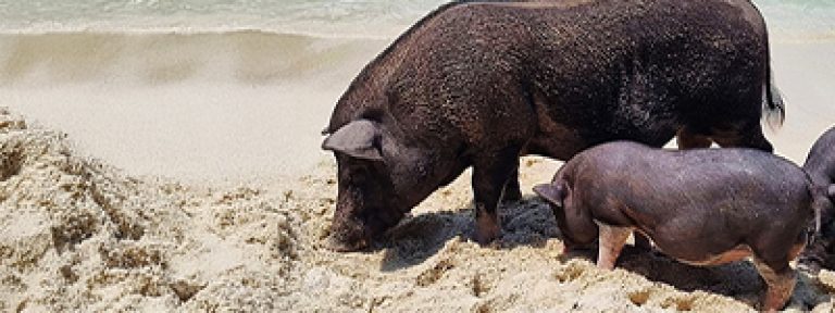 pig-island-koh-samui