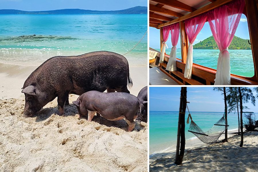 pig-island-koh-samui